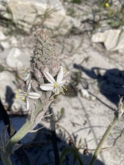 Trachyandra hirsutiflora