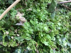 Plagiomnium ellipticum