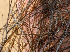 Desmarestia aculeata