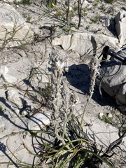 Trachyandra hirsutiflora