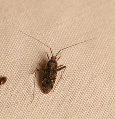 Phytocoris
