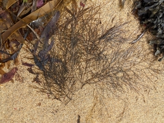 Desmarestia aculeata