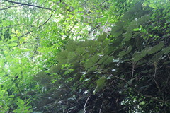 Sinopanax formosanus