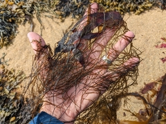 Desmarestia aculeata