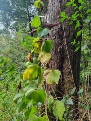 Trichosanthes subvelutina