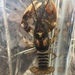 Zebra Crayfish - Photo (c) Daniel Folds, some rights reserved (CC BY-NC), uploaded by Daniel Folds