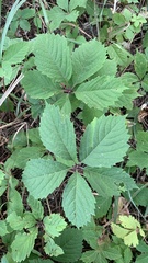Parthenocissus inserta