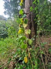 Trichosanthes subvelutina