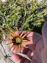Gazania pectinata
