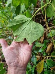 Trichosanthes subvelutina