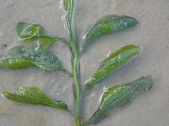 Potamogeton lucens
