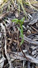 Pterostylis
