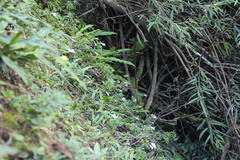 Lysionotus pauciflorus