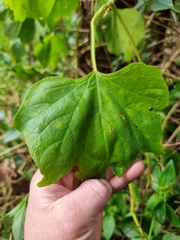 Trichosanthes subvelutina