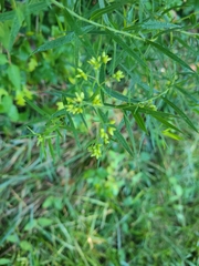 Euthamia graminifolia