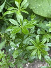 Galium