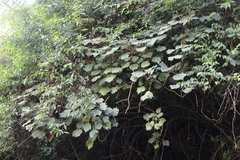 Sinopanax formosanus