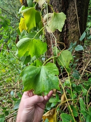 Trichosanthes subvelutina