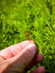 Stellulatae