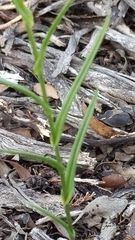 Pterostylis