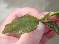 Potamogeton lucens