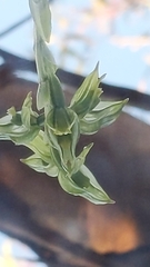 Pterostylis