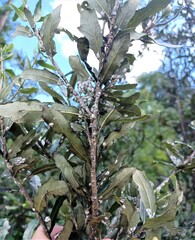 Eriococcus quercus
