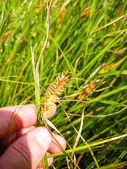 Carex vesicaria