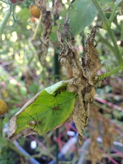 Pselliopus cinctus
