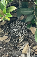 Sistrurus tergeminus