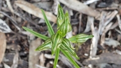 Pterostylis