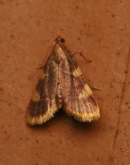 Hypsopygia costalis