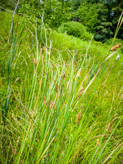 Carex vesicaria