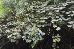 Sinopanax formosanus