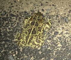 Sclerophrys pantherina