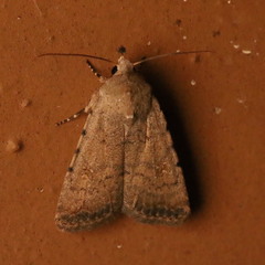 Caradrina clavipalpis
