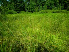 Carex vesicaria