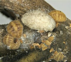 Eriococcus quercus
