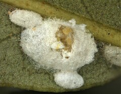 Eriococcus quercus