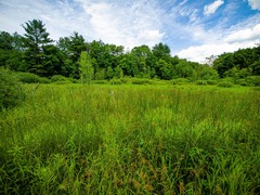 Schoenoplectus tabernaemontani
