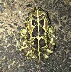 Sclerophrys pantherina