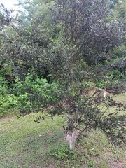Eriococcus quercus