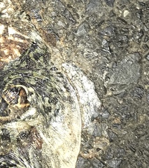 Sclerophrys pantherina