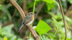 Cyornis sumatrensis