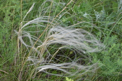 Stipa pennata