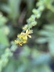 Agrimonia parviflora