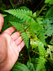 Dryopteris × boottii