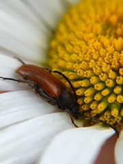 Pseudovadonia livida