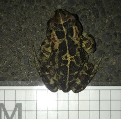Sclerophrys pantherina