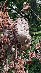 Dolichovespula maculata